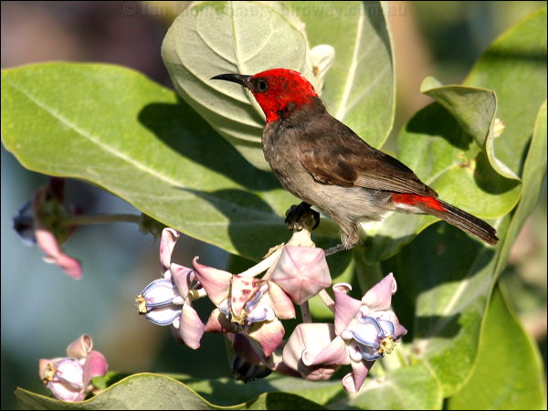 Red-headed Myzomela (Honeyeater) red_head_honeyeater_09803.psd