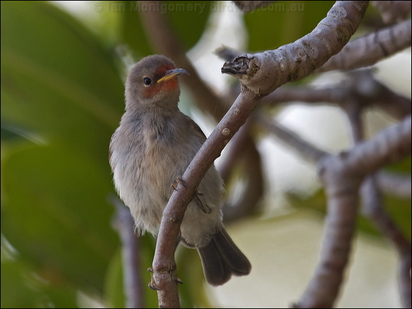 Red-headed Myzomela (Honeyeater) red_head_honeyeater_93998.psd