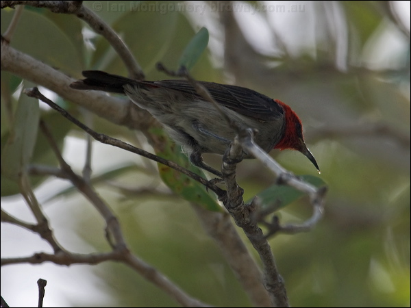 Red-headed Myzomela (Honeyeater) red_head_honeyeater_94009.psd