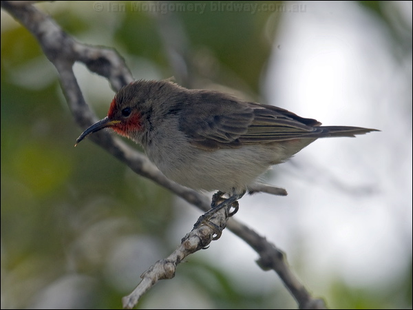 Red-headed Myzomela (Honeyeater) red_head_honeyeater_94011.psd