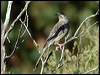 red_wattlebird_01668