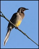 red_wattlebird_38335