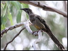 red_wattlebird_43451