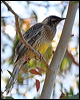 red_wattlebird_59846