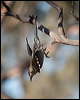 red_wattlebird_89644