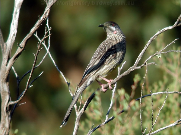 Red Wattlebird red_wattlebird_01668.jpg
