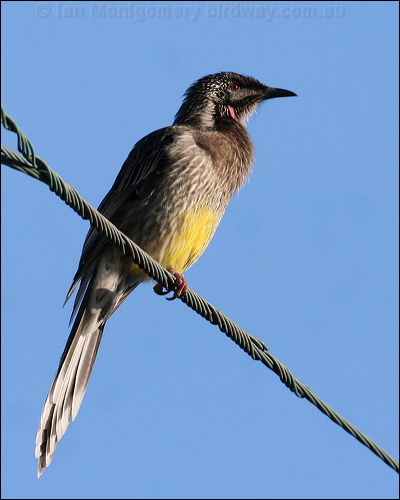 Red Wattlebird red_wattlebird_38335.jpg