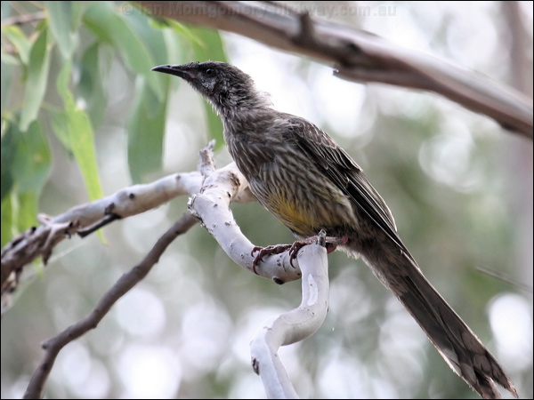 Red Wattlebird red_wattlebird_43451.jpg
