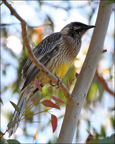 Red Wattlebird red_wattlebird_59846.jpg