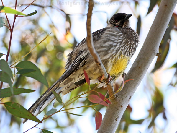 Red Wattlebird red_wattlebird_59872.jpg