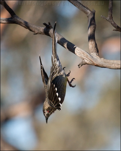 Red Wattlebird red_wattlebird_89644.psd