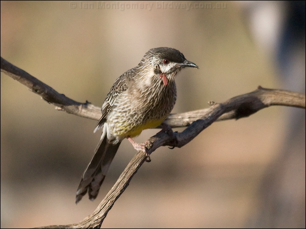 Red Wattlebird red_wattlebird_89646.psd