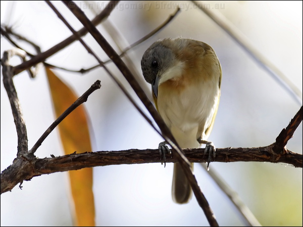 Rufous-banded Honeyeater rufousbandhoneyeater_80218.psd