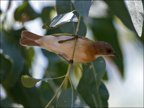 Rufous-banded Honeyeater rufousbandhoneyeater_91577.psd
