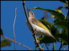 ruf_thr_honeyeater_115131