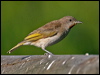 ruf_thr_honeyeater_13743