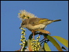 ruf_thr_honeyeater_17454