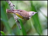 Click here to enter gallery and see photos/pictures/images of Rufous-throated Honeyeater
