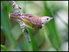 ruf_thr_honeyeater_29381