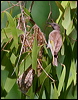 ruf_thr_honeyeater_29437
