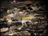 ruf_thr_honeyeater_40409