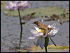 ruf_thr_honeyeater_92957