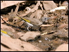 ruf_thr_honeyeater_93894