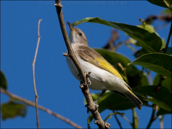 Rufous-throated Honeyeater ruf_thr_honeyeater_115131.psd