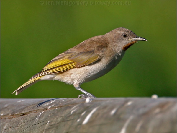 Rufous-throated Honeyeater ruf_thr_honeyeater_13743.psd