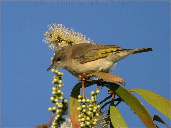 Rufous-throated Honeyeater ruf_thr_honeyeater_17454.jpg