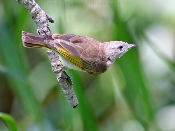 Rufous-throated Honeyeater ruf_thr_honeyeater_29381.jpg