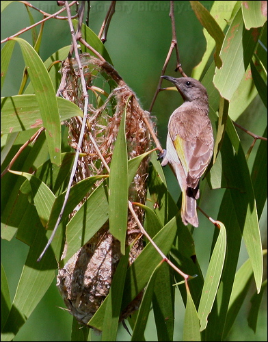 Rufous-throated Honeyeater ruf_thr_honeyeater_29437.jpg