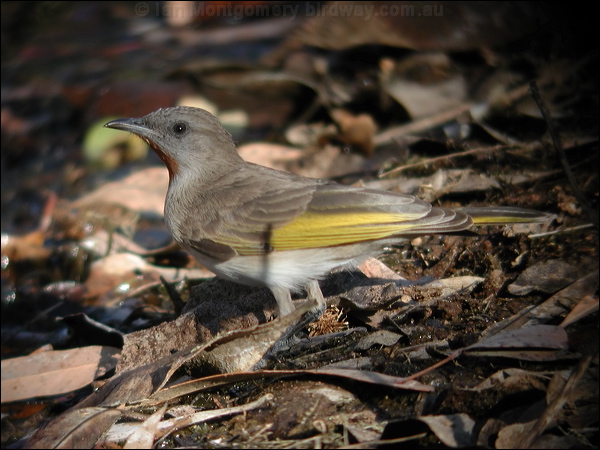 Rufous-throated Honeyeater ruf_thr_honeyeater_40409.jpg