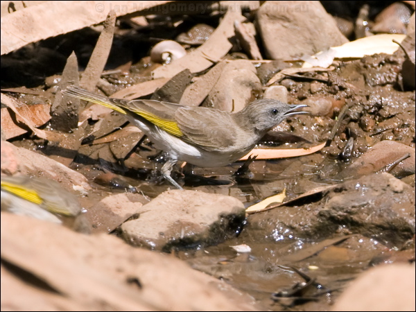 Rufous-throated Honeyeater ruf_thr_honeyeater_93894.psd