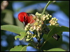 scarlet_honeyeater_13636