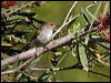scarlet_honeyeater_155757