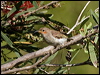 scarlet_honeyeater_155759
