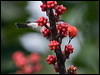 scarlet_honeyeater_181146