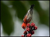 scarlet_honeyeater_181161