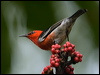 scarlet_honeyeater_181167