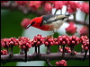 scarlet_honeyeater_31313