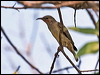 scarlet_honeyeater_62486