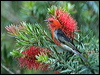 scarlet_honeyeater_99248