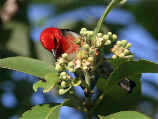 Scarlet Myzomela/Honeyeater scarlet_honeyeater_13636.psd