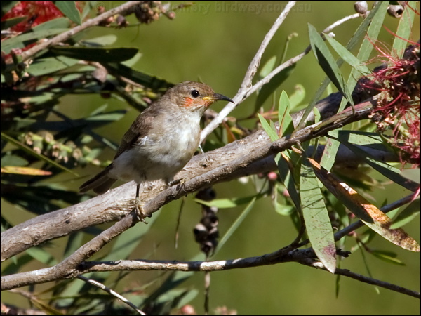 Scarlet Myzomela/Honeyeater scarlet_honeyeater_155757.psd