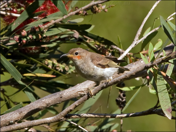 Scarlet Myzomela/Honeyeater scarlet_honeyeater_155759.psd