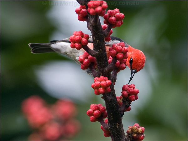 Scarlet Myzomela/Honeyeater scarlet_honeyeater_181146.psd