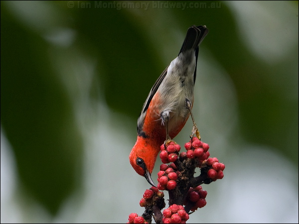 Scarlet Myzomela/Honeyeater scarlet_honeyeater_181161.psd