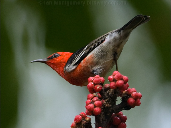 Scarlet Myzomela/Honeyeater scarlet_honeyeater_181167.psd