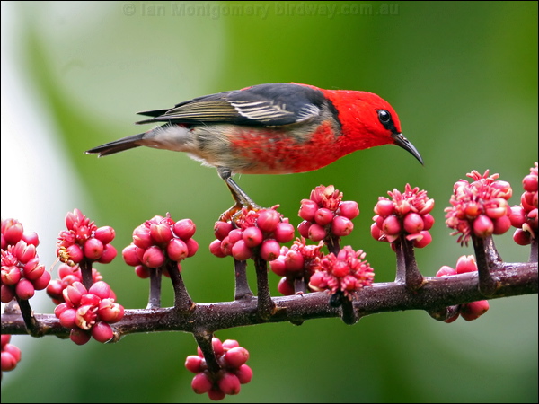 Scarlet Myzomela/Honeyeater scarlet_honeyeater_31286.psd